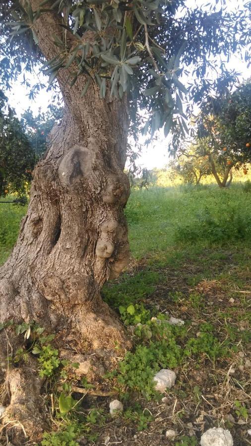 Il Giardino Del Sole Villa Agnone Bagni Exteriör bild