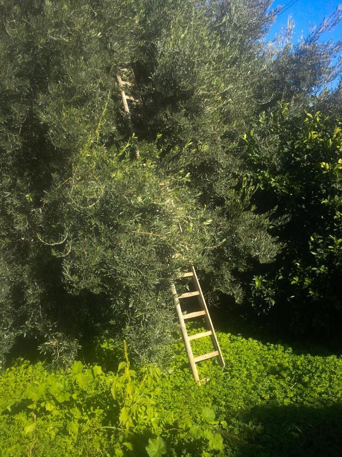 Il Giardino Del Sole Villa Agnone Bagni Exteriör bild